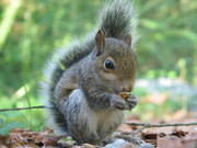  Well trained female female squirrel for salle